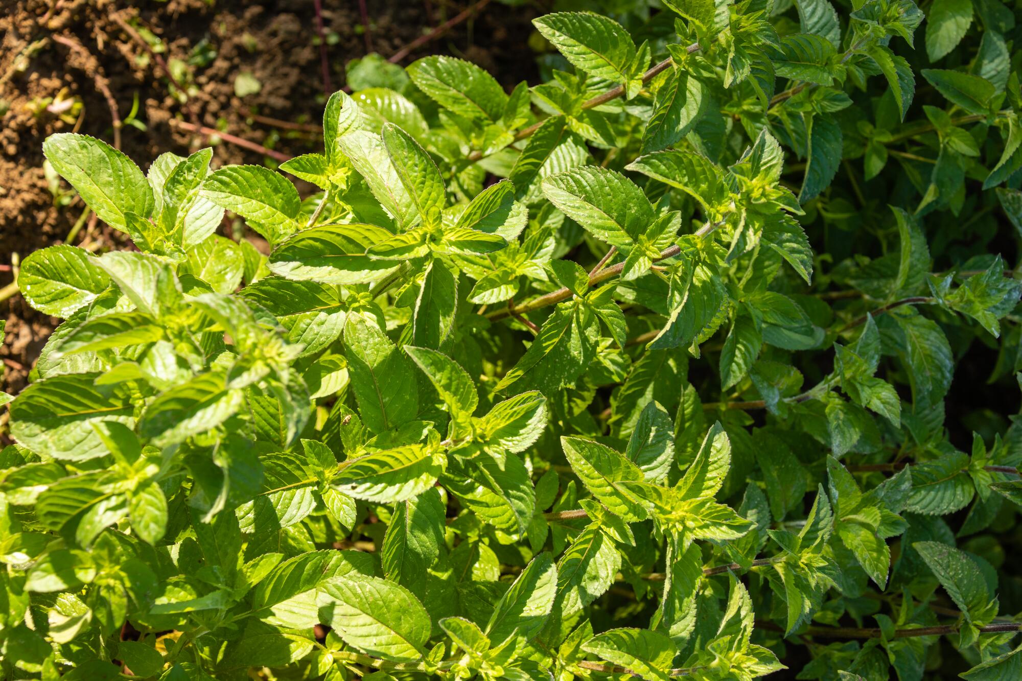 <span class="ezstring-field">kl_mint_active-ingredient_field_plant_2019 -52- 367x460</span>